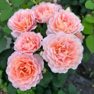 Zhiqiu Rose