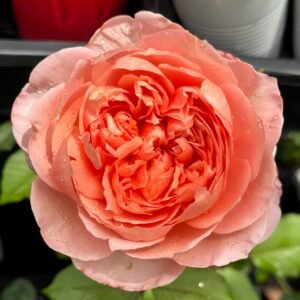 Zhiqiu Rose