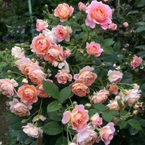 Zhiqiu Rose Plant|知秋 - 图片 10