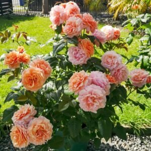 A Gardener's Dream Rose