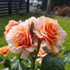 A Gardener's Dream Rose