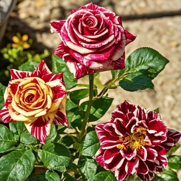 Abracadabra Rose
