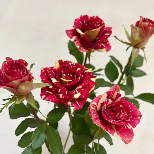 Abracadabra Rose