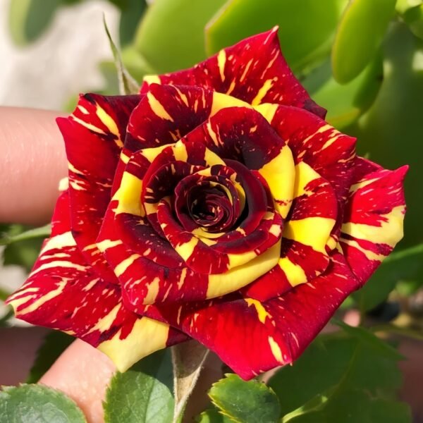 Abracadabra Rose