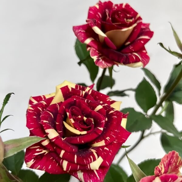 Abracadabra Rose