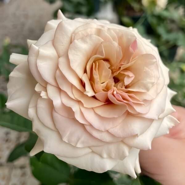 Ailes Rose