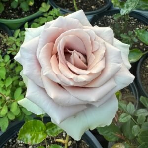 Amnesia Rose