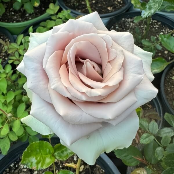 Amnesia Rose