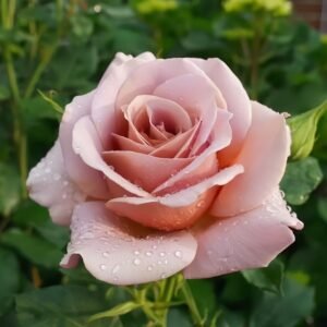 Amnesia Rose