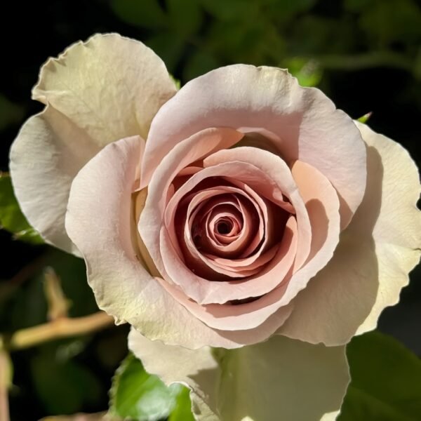Amnesia Rose