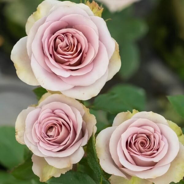 Amnesia Rose