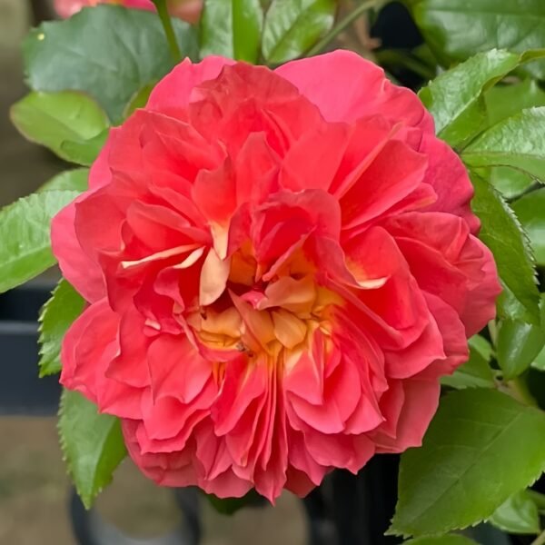 Argonauts Rose