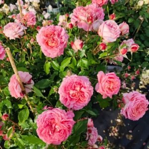 Argonauts Rose
