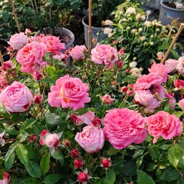 Argonauts Rose