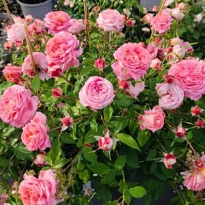 Argonauts Rose