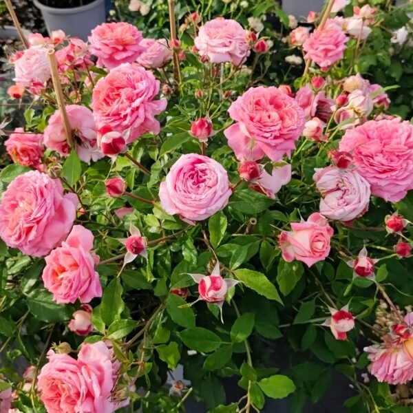 Argonauts Rose