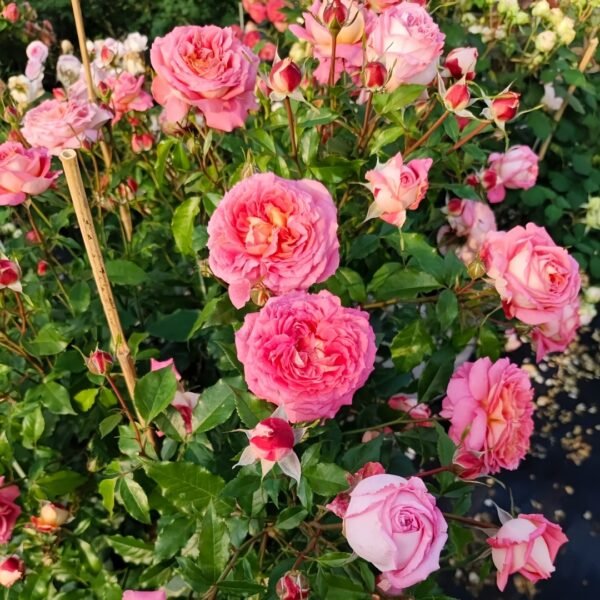 Argonauts Rose
