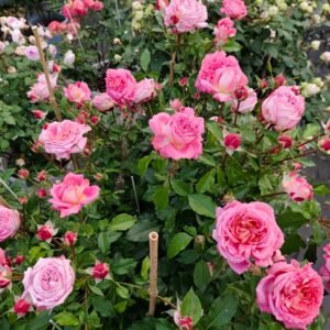 Argonauts Rose