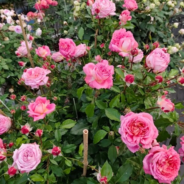 Argonauts Rose