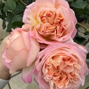 Aube Rose Plant｜破晓 - 图片 10