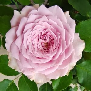 Blue Story Rose