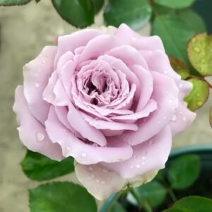 Blue Story Rose