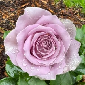 Blue Story Rose