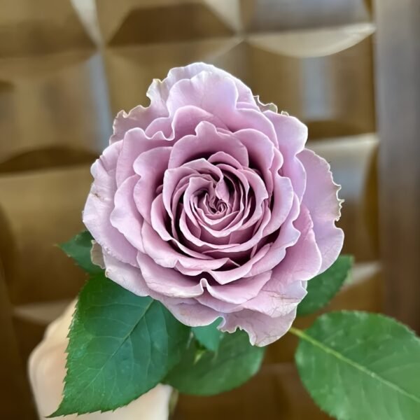 Blue Story Rose