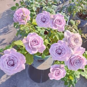 Blue Story Rose Plant｜蓝色物语 - 图片 10