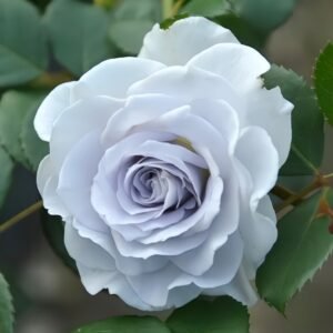 Blue gravity Rose