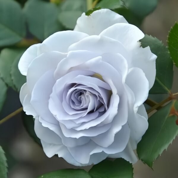 Blue gravity Rose