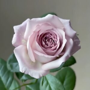 Bounty Way Rose