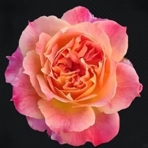 Chaleur Rose