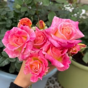 Chaleur Rose Plant｜温暖 - 图片 10