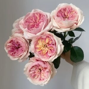 Chunye's Thoughts Rose