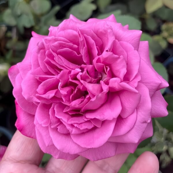 Claude Brasseur Rose01 Claude Brasseur Rose