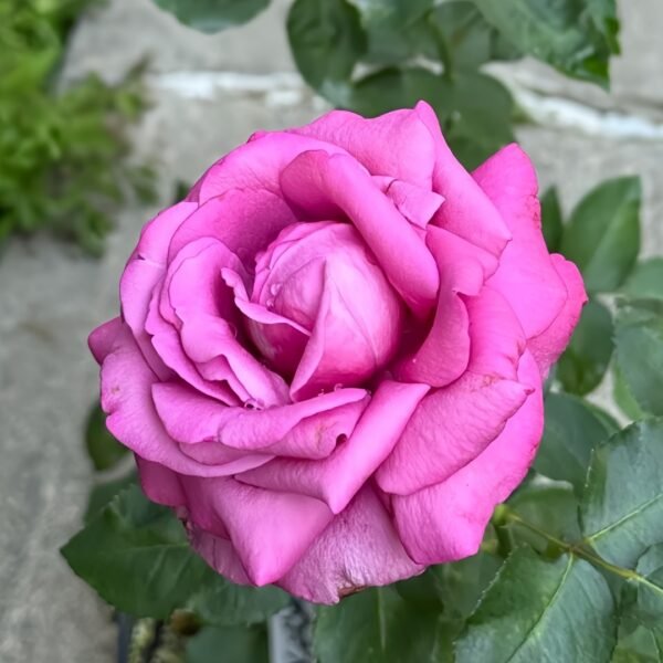 Claude Brasseur Rose