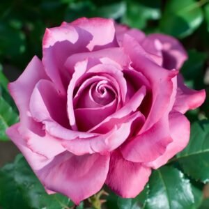 Claude Brasseur Rose