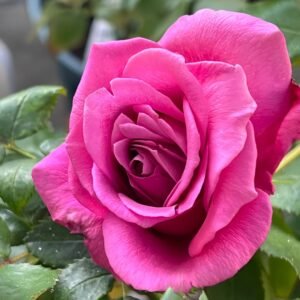 Claude Brasseur Rose
