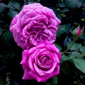 Claude Brasseur Rose