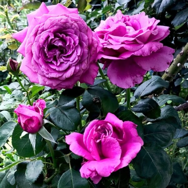 Claude Brasseur Rose