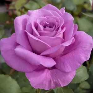 Claude Brasseur Rose