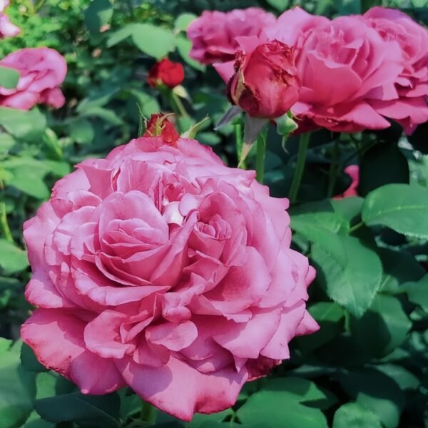 Claude Brasseur Rose