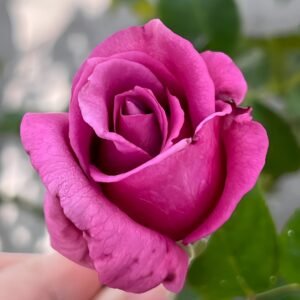 Claude Brasseur Rose