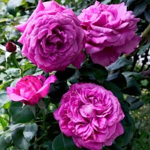 Claude Brasseur Rose