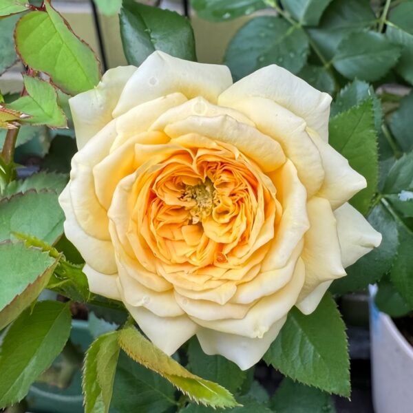Country Bear Rose