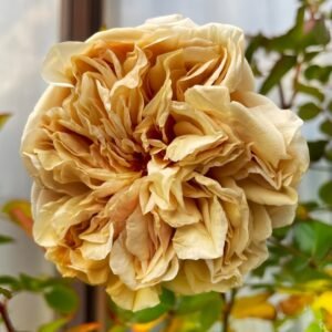 Country Bear Rose