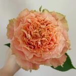 Country Spirit Louise Rose