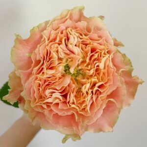 Country Spirit Louise Rose