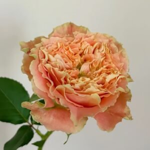 Country Spirit Louise Rose